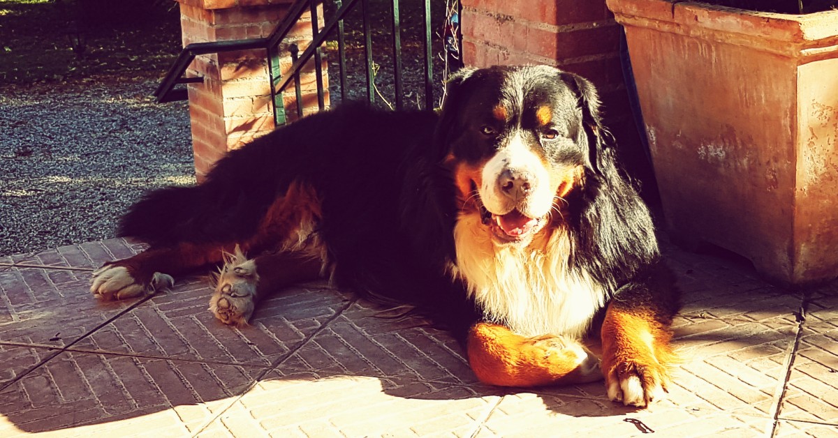 Hip Dysplasia in Dogs